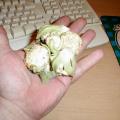 Cauliflower Crop
