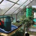 My New French Watering Can and Tomatoes in Small Greenhouse