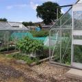 Potatoes and Greenhouse