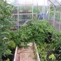 San Marzano Tomato in Greenhouse