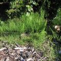 Horsetail or Marestail - the ugly