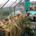 Drying Onions in the Small Greenhouse Take 2