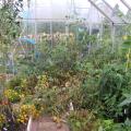 View down the large greenhouse