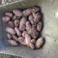 Sarpo Mira Blight Resistant Potatoes