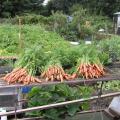 Carrots Galore