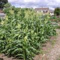 Sweetcorn - Cobs Forming