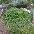 My Parsnip and Root Bed