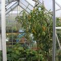 Tomatoes in the Greenhouse