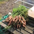 Last of the Early Carrots