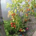 Larry's Tomatoes in the Polytunnel