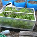 Potatoes in Coldframe