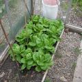 Lettuce near ready in the small greenhouse