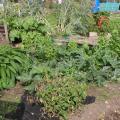 Blighted Tomatoes, courgettes, comfrey and bolted lettuce