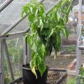 Chilli Pepper in Small Greenhouse