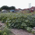 Plot 29 Potatoes and some squash and marrows