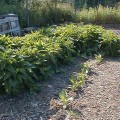 Comfrey Recovering 