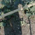 Pigeon Damage to Cabbages