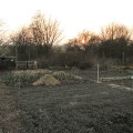 Looking down the allotment plot