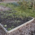 The Salad Bed with Horsetail 