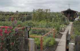 Allotment Guide for July
