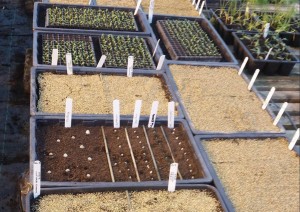 Seed Trays Seedlings Medwyns