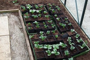 Broad Beans in Greenhouse