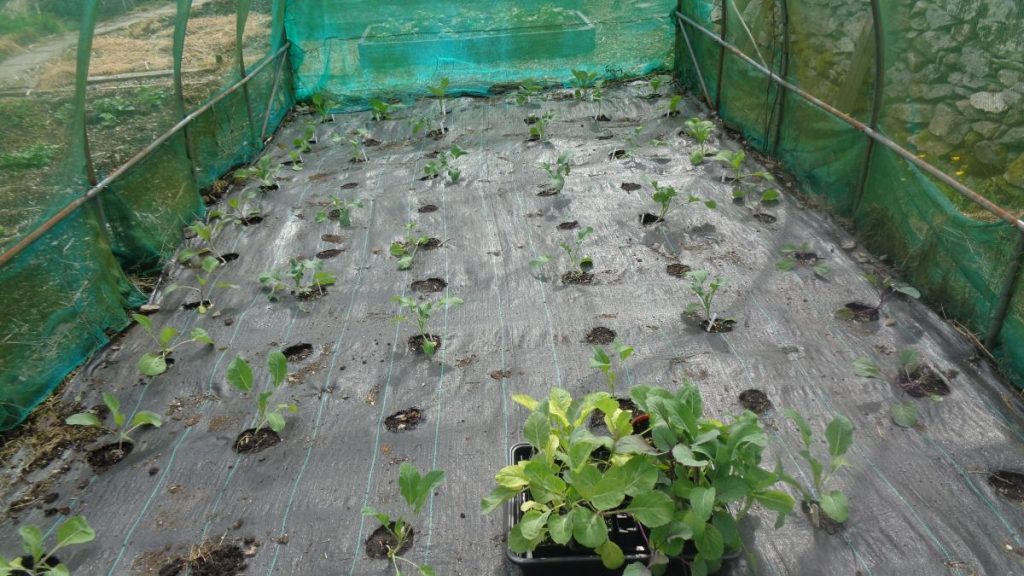 Brassicas in Netting Tunnel planted through weed mat