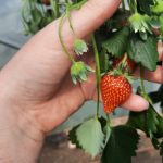 Strawberry on Plant
