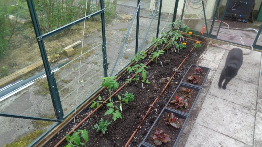 Tomatoes Planted in Greenhouse Border
