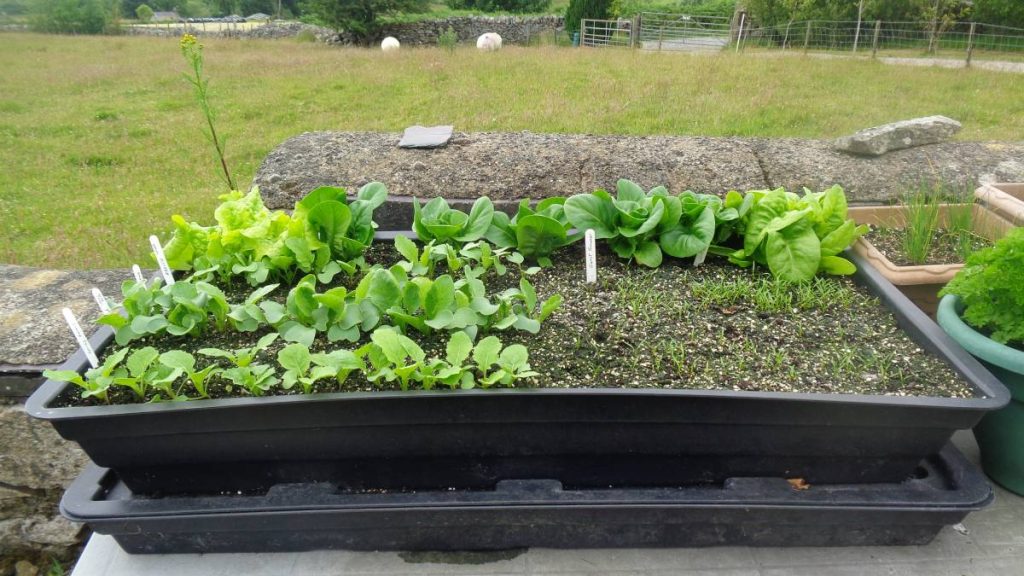 Planted Salad Vegetable Planter