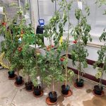 S-Chelate Introduce New Tomato Feed