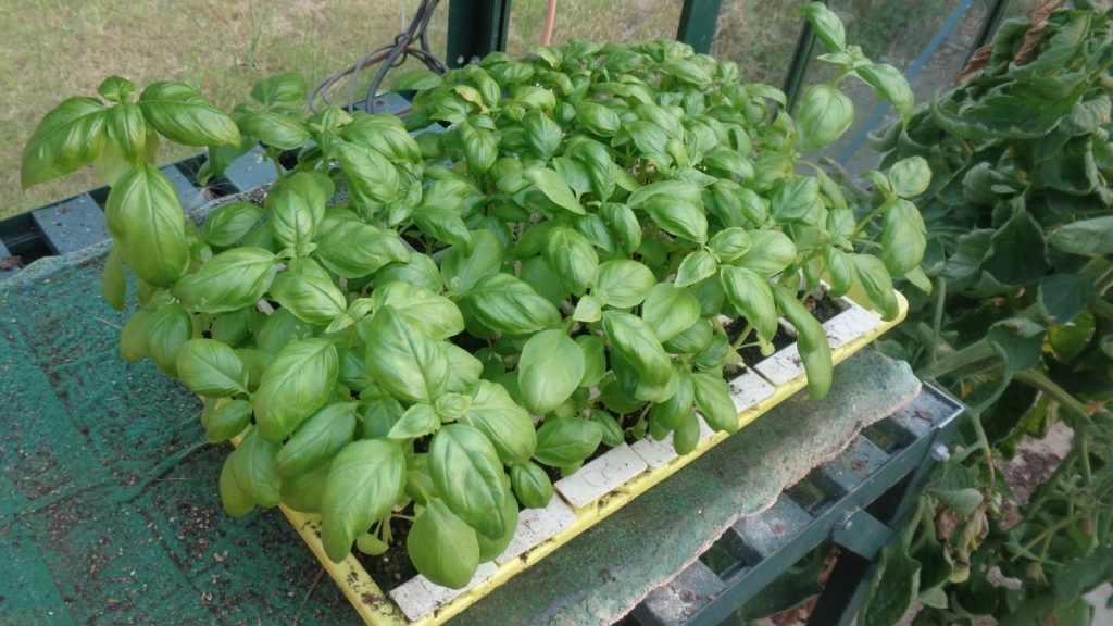 Basil in Bustaseed