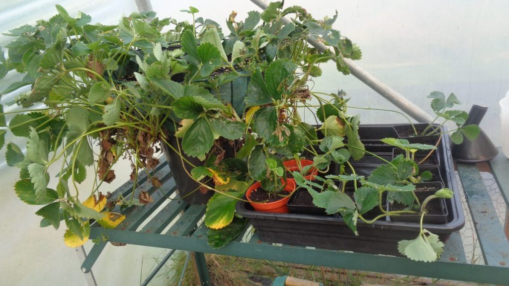 Strawberries Propagating