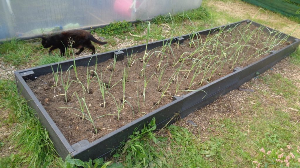 Leeks transplanted to an Raised Bed