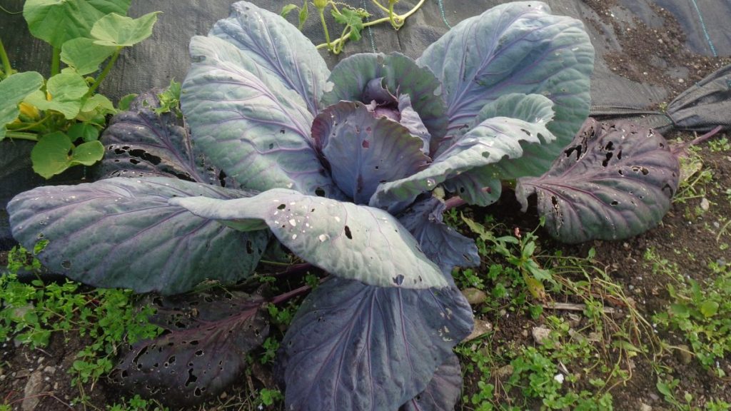 Red Cabbage Growing