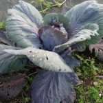 Red Cabbage Growing