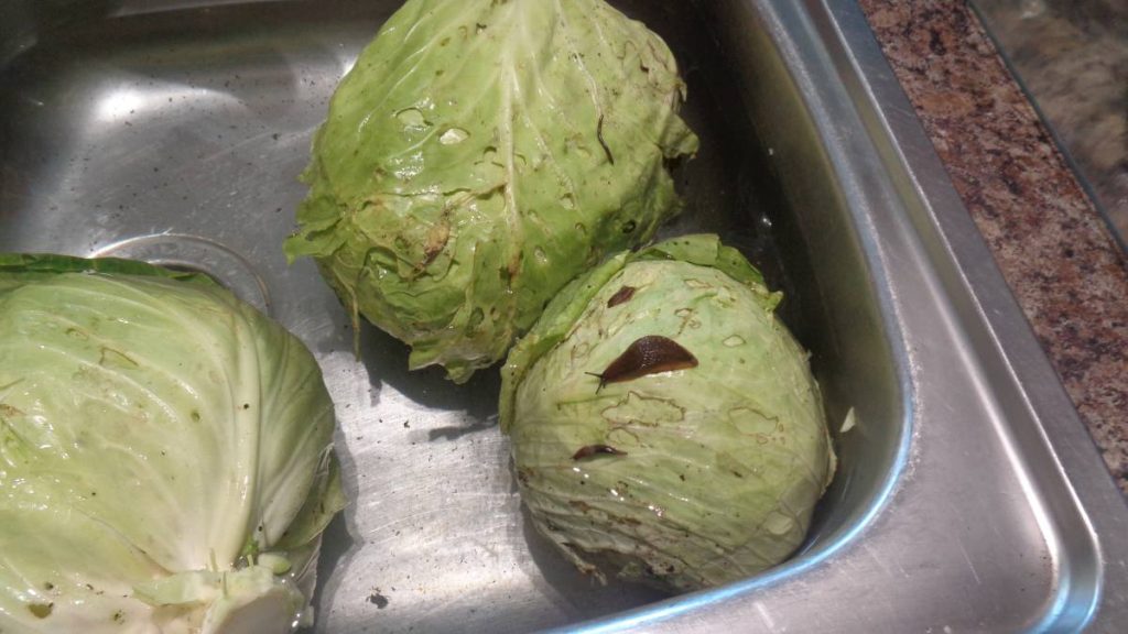 Ball white cabbages in sink with slugs on top.