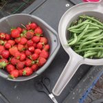 Strawberries and French Beans in colanders