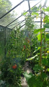 Interior view of greenhouse full of tomatoes and cucumbers