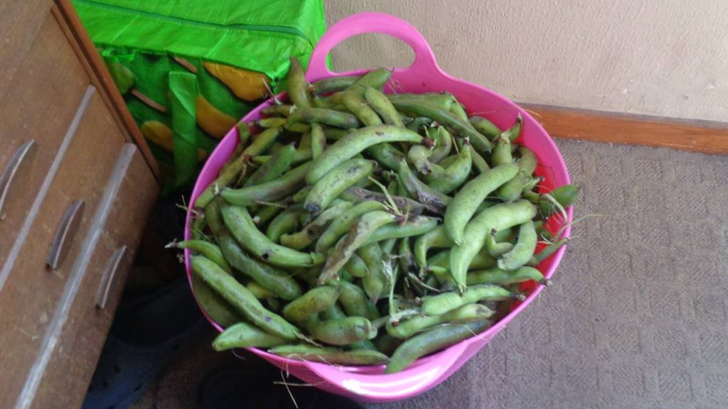 Pink trug full of broad bean pods