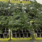 Seedlings growing in Bustaseed and commercial seed trays.