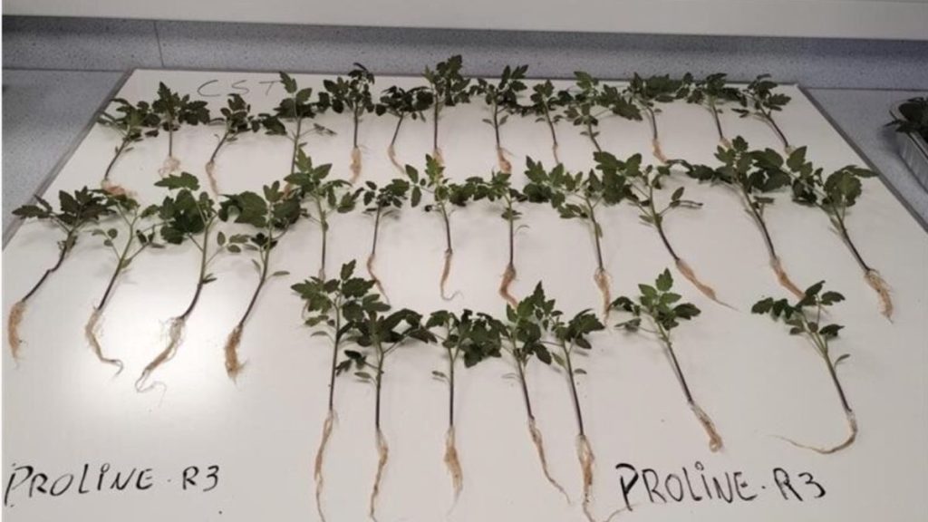 Washed plant shoots with roots on a table