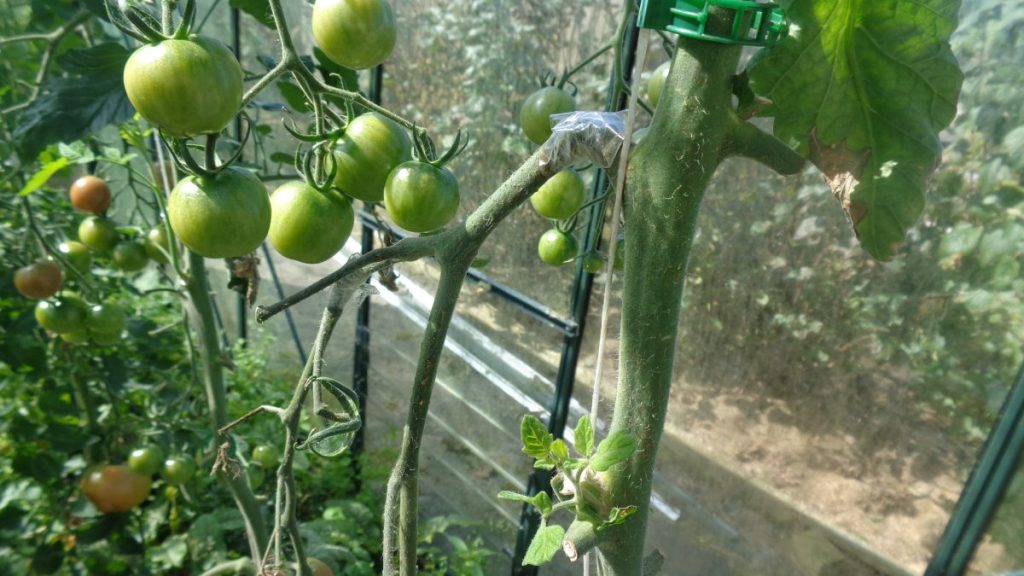 Repaired Tomato Truss Stem