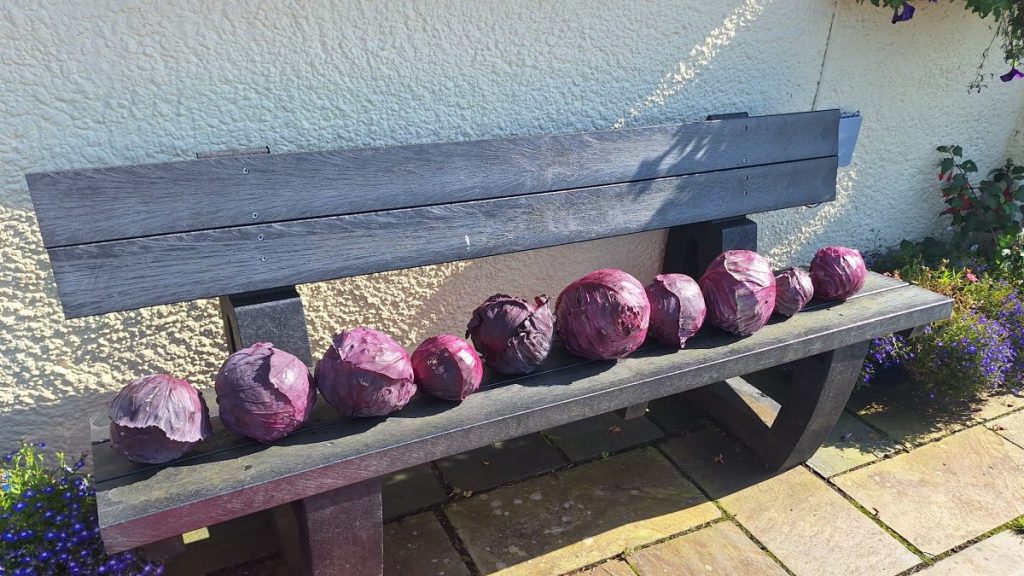 red cabbage in a line on a bench