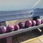 red cabbage in a line on a bench