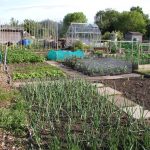 Allotment Plot