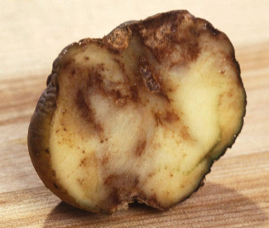 early blight potato diseases