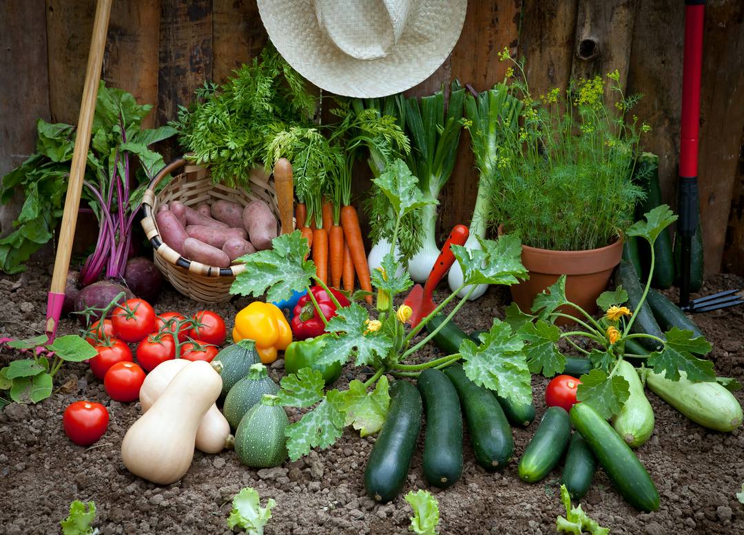 How To Grow Own Vegetables - www.inf-inet.com