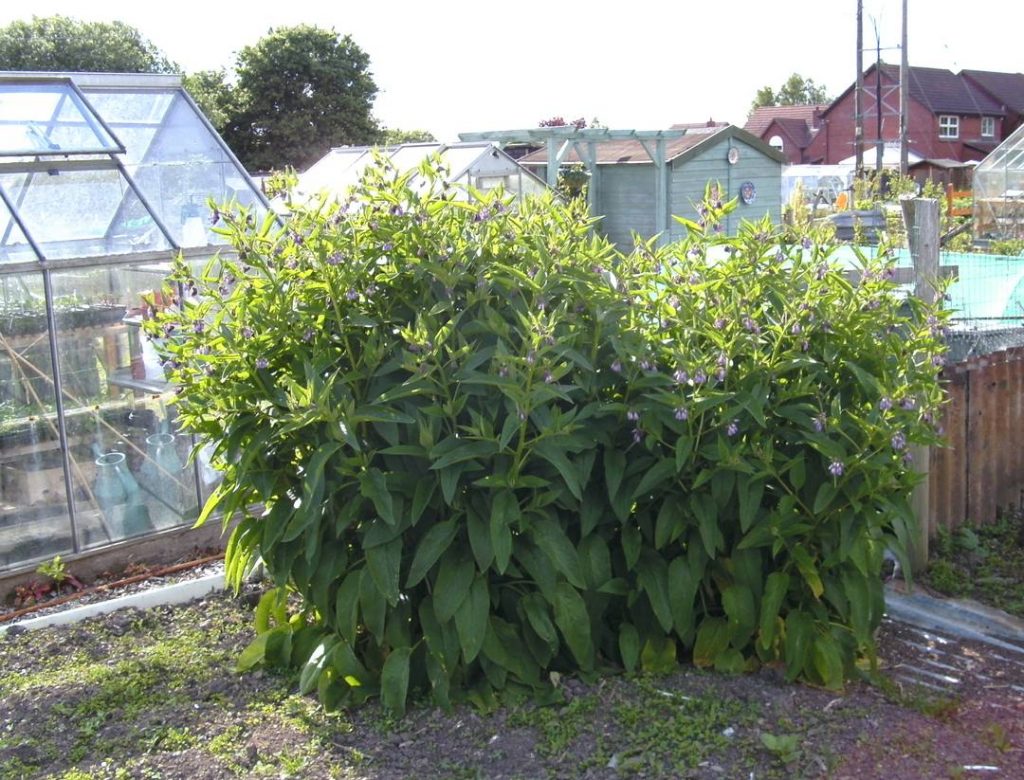 Bocking 14 Comfrey