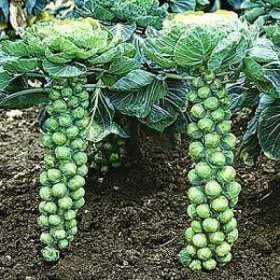 Growing Brussels Sprouts - How to Grow Brussels - Allotment & Gardens